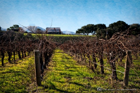 Back Road Vineyards