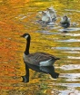 Duck...Maybe He W...