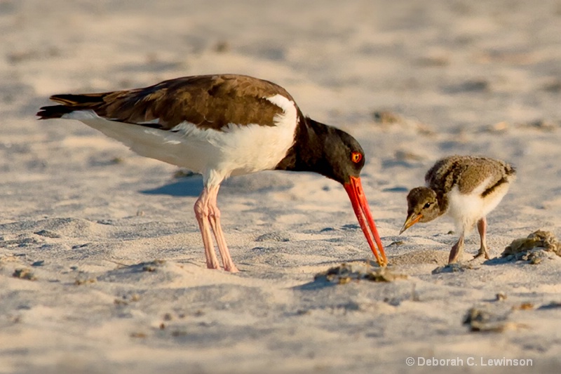 Digging for Clams - ID: 13379115 © Deborah C. Lewinson