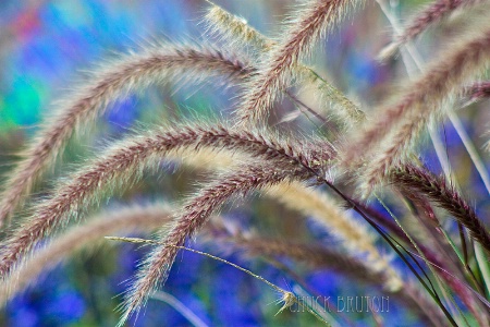 Foxtail 