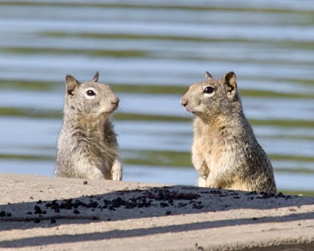 Two squirrels were sitting at a bar ...