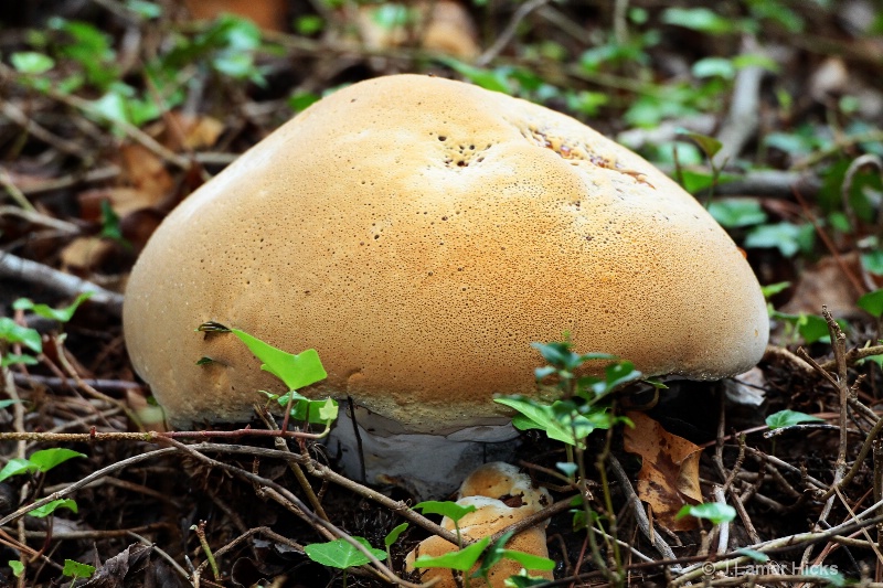 huge wild porcini mushroom [2-pics]