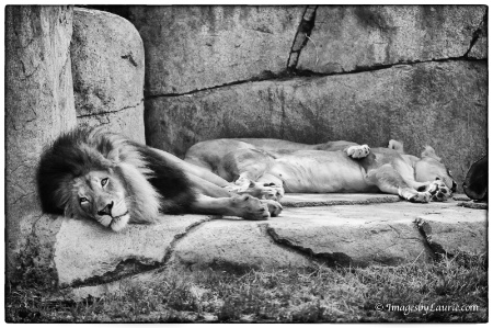 Lazy Lions
