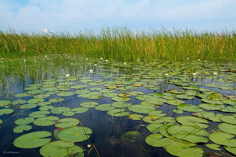 Lily Pads and Cattails - ID: 13382009 © Jeff Gwynne
