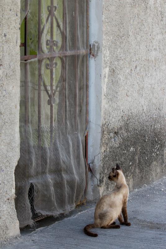 Well used Cat Door