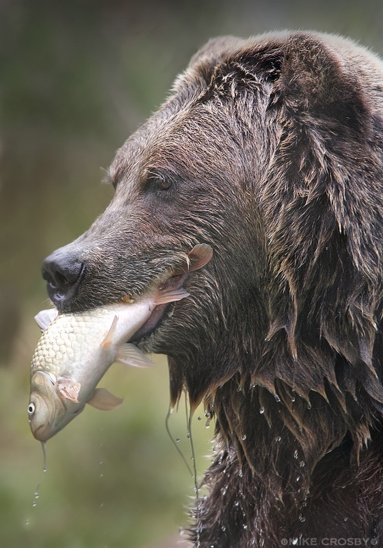 Fish! It's what's for dinner!