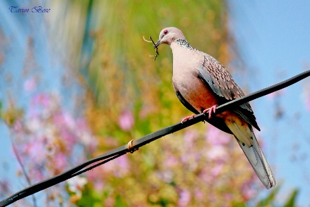 Planning for a nest.