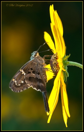 Long-tailed Skipper Butterfly