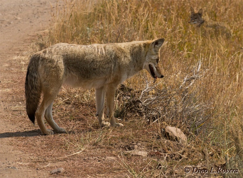 Roadside Coyote.