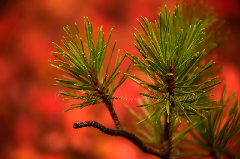 Green Pine Needles and Red Leaves