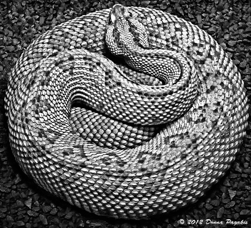 Snake Coiled Tight 