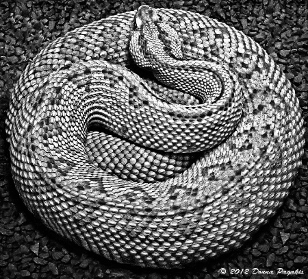 Snake Coiled Tight 
