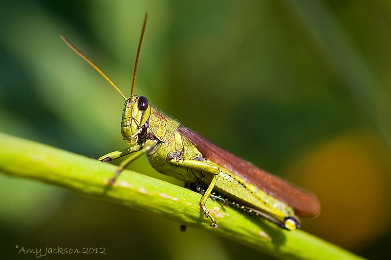 Grasshopper