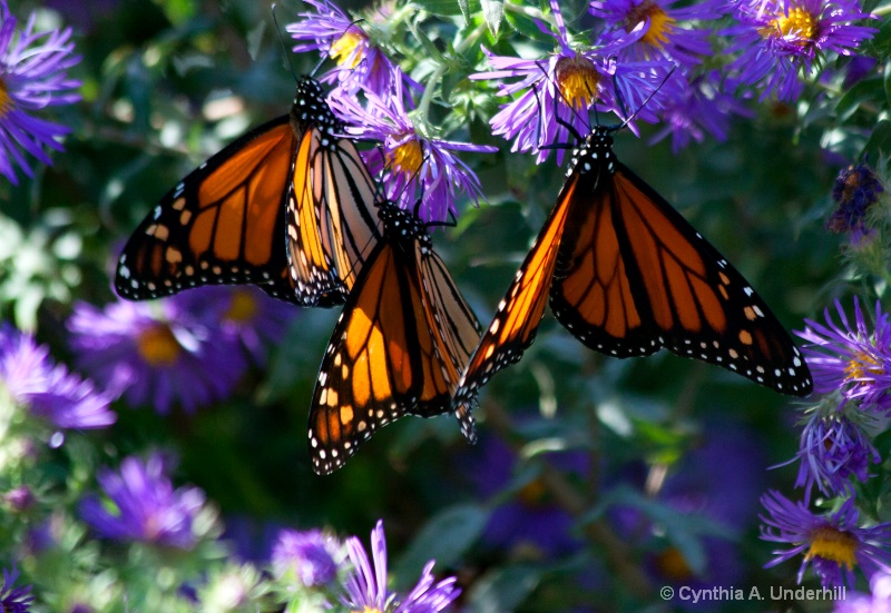 img 1047 11 3 monarch in aster oct 2012 - ID: 13384987 © Cynthia Underhill