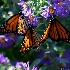 2img 1047 11 3 monarch in aster oct 2012 - ID: 13384987 © Cynthia Underhill