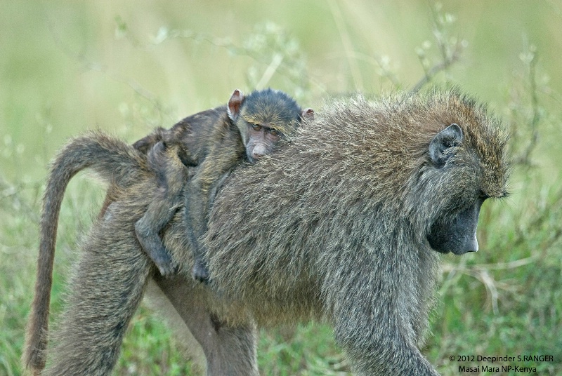 Piggy ride !