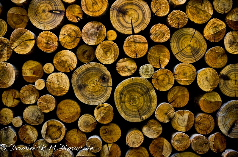 ~ ~ TREE STUMPS ~ ~