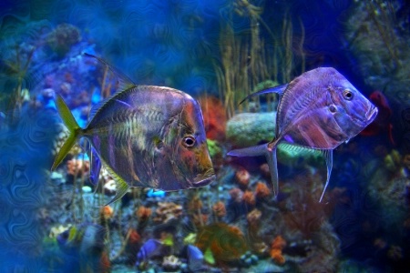 Hatchet Fish