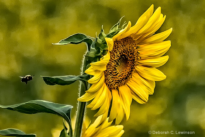 Last Bloom - ID: 13387762 © Deborah C. Lewinson
