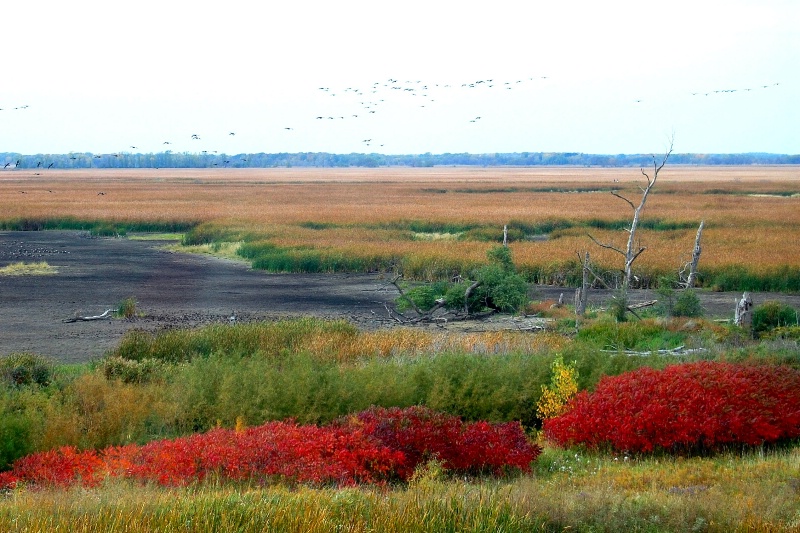 Horicon Marsh