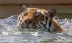Tiger Splash