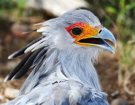 Secretary Bird Portrait