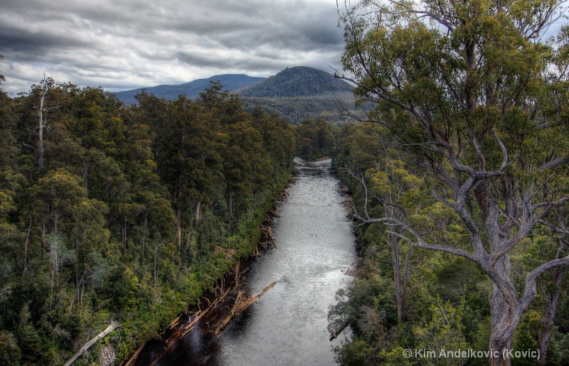 Tree Top Walk - Tasmania
