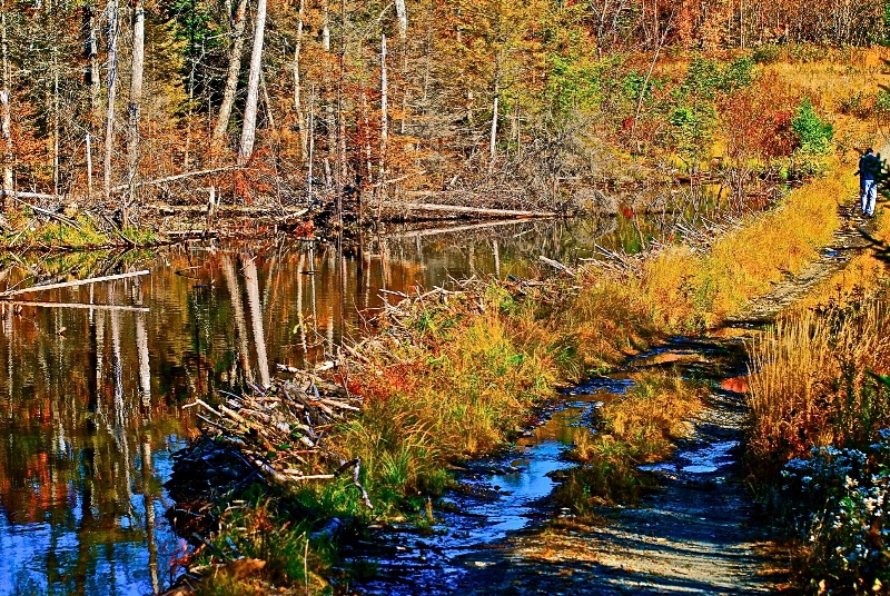 Maine Beaver Pond