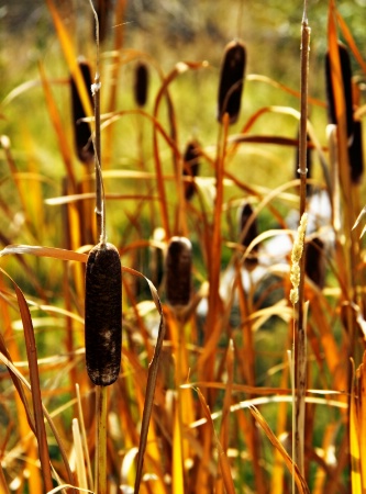 Cattails 1