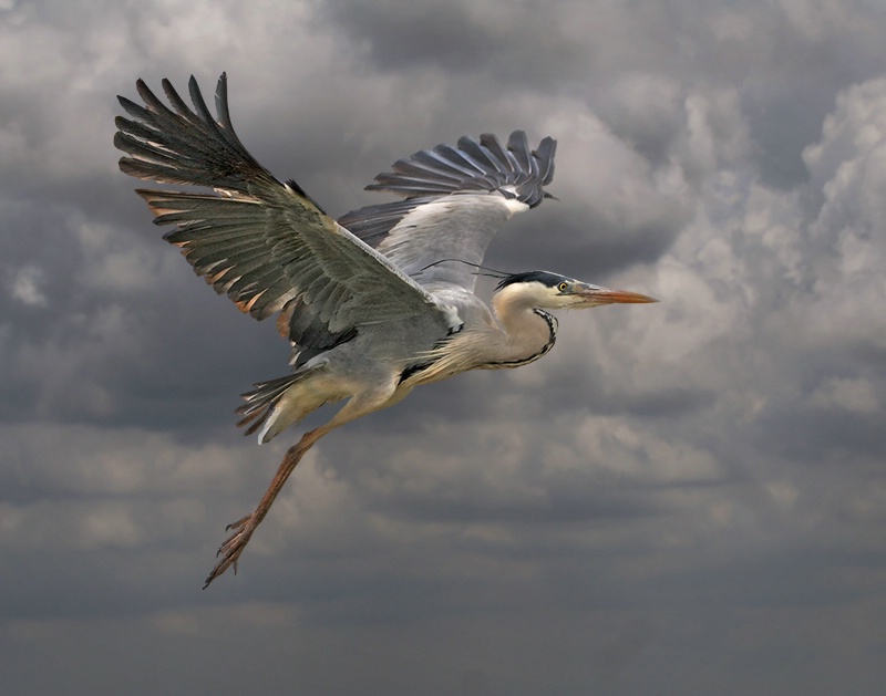 Grey Heron In Flight