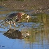 © Leslie J. Morris PhotoID # 13393113: Green Heron and Breakfast Take 2