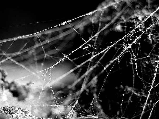 Webbed Abstract