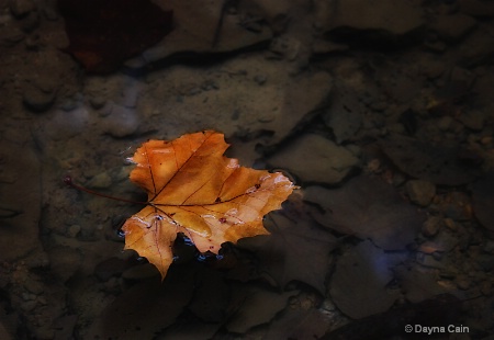 Floating Into Autumn