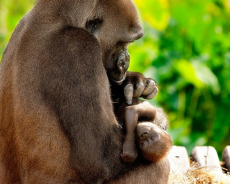 Mothers Touch