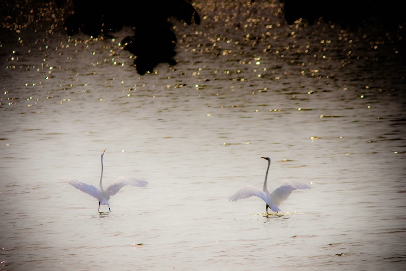 Egret Flight