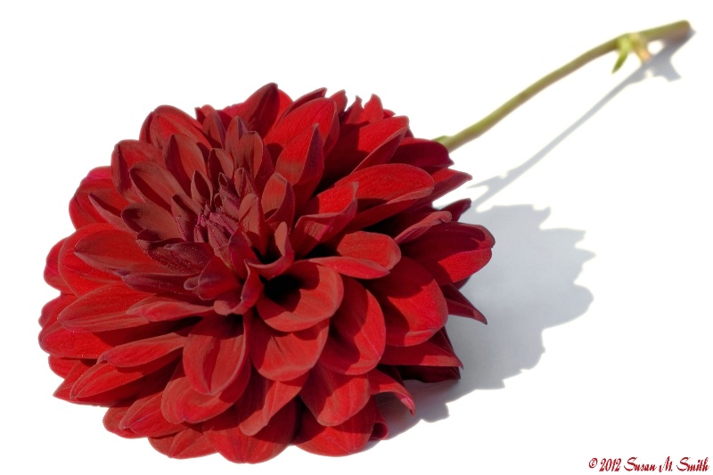 Red Dahlia