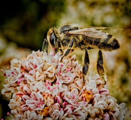 Pollen Hunter