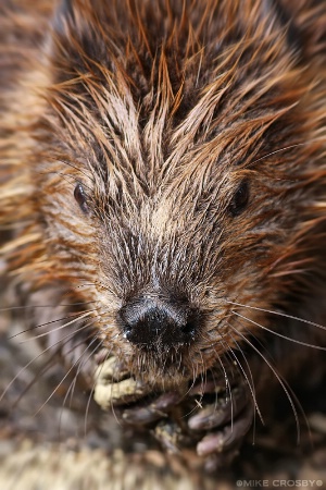 Beaver