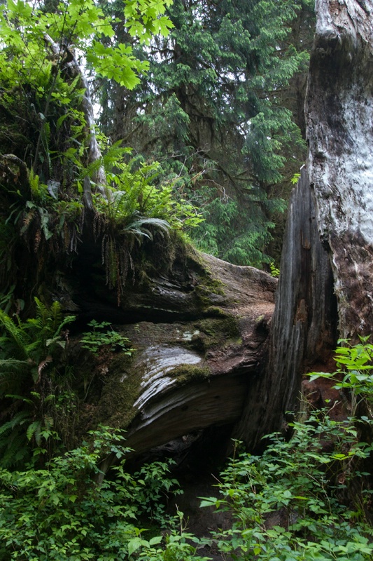 olympic peninsula rain forest wa ih1d4537 - ID: 13395491 © James E. Nelson