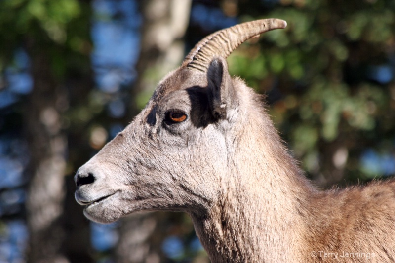 Longhorn Sheep - ID: 13397277 © Terry Jennings