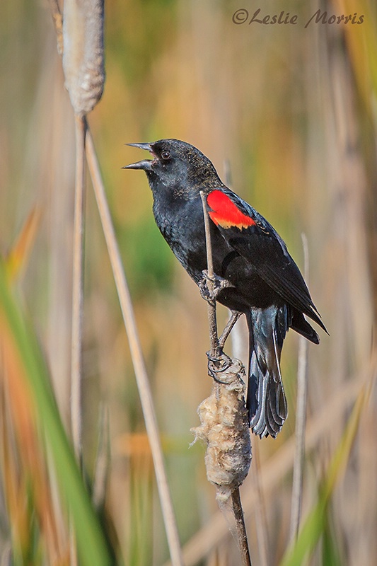 Red-winged Blackbird Celebrating Fall - ID: 13397581 © Leslie J. Morris