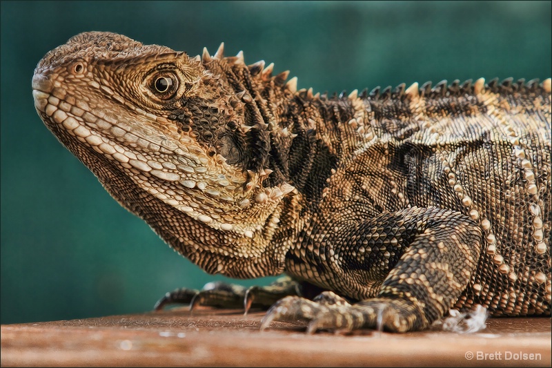 Basking Dragon