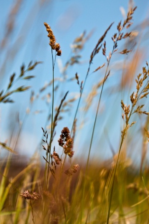 Sea Grass