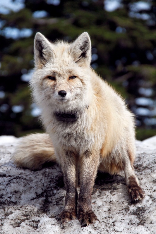Fox at Mt Ranier II