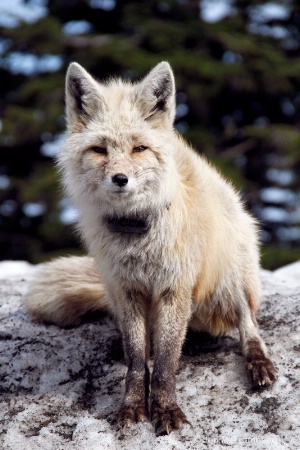 Fox at Mt Ranier II