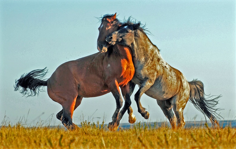 Wild  Horse  Jousting