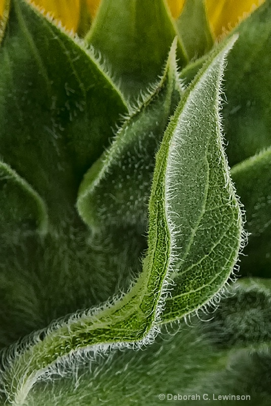 Sunflower back