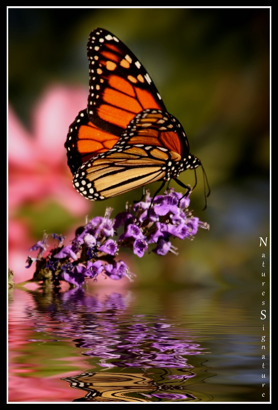 ~ Butterfly Reflections ~ - ID: 13398765 © Trudy L. Smuin