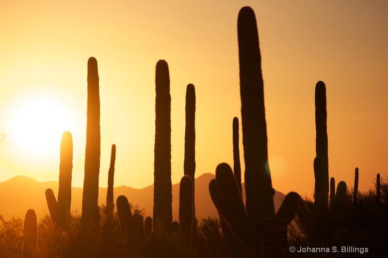 Cactus at Sunset - ID: 13398853 © Johanna S. Billings