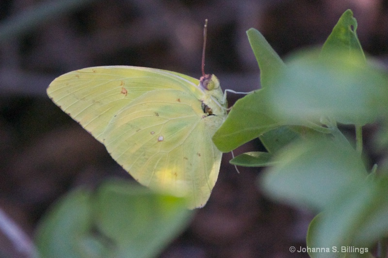 Butterflies of Arizona - Sulphur